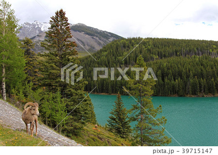 Rocky Mountain Bighorn Sheep, latin name ovis 39715147