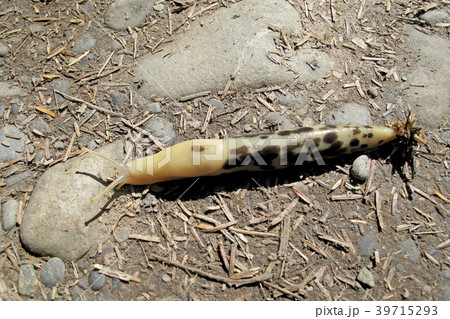 Banana Slug, latin name Ariolimax, Olympic Banana Slug, latin name Ariolimax, Olympic 39715293
