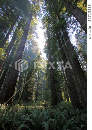 Under the redwood trees in the Redwood Natianol Under the redwood trees in the Redwood Natianol 39715318