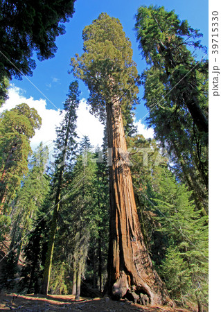 Giant sequoia trees in Sequoia National Park Giant sequoia trees in Sequoia National Park 39715330