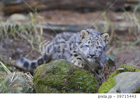 ユキヒョウの赤ちゃん 39715443