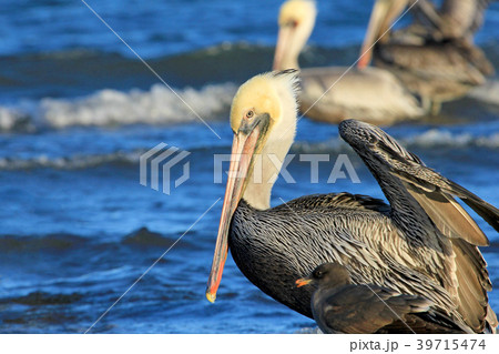 Brown pelican, Pelecanus Occidentalis, Baja 39715474