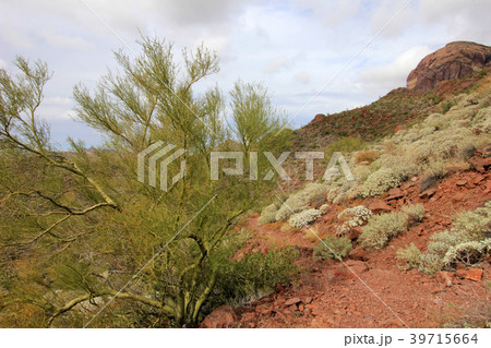 Parkinsonia, Palo Verde, in Organ Pipe Cactus Parkinsonia, Palo Verde, in Organ Pipe Cactus 39715664