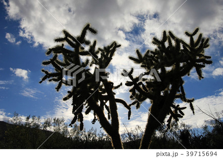 Chain Fruit Cholla cactus in Organ Pipe Cactus Chain Fruit Cholla cactus in Organ Pipe Cactus 39715694