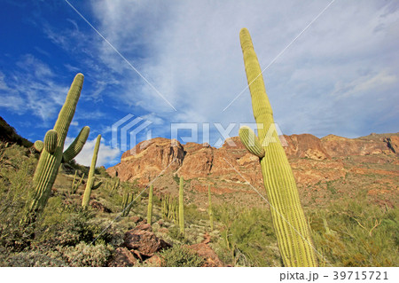 Organ Pipe and Saguaro cactuses in Organ Pipe 39715721