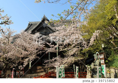 紀三井寺・桜 紀三井寺・桜 39715802