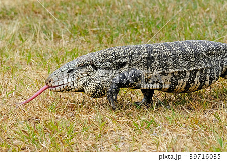 Argentine Black and White Giant Tegu, Tupinambis Argentine Black and White Giant Tegu, Tupinambis 39716035