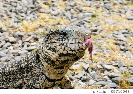 Argentine Black and White Giant Tegu, Tupinambis Argentine Black and White Giant Tegu, Tupinambis 39716048