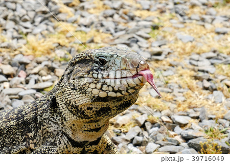 Argentine Black and White Giant Tegu, Tupinambis Argentine Black and White Giant Tegu, Tupinambis 39716049