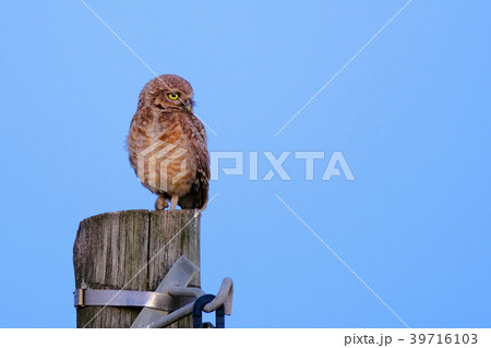 Burrowing Owl with yellow eyes, Athene Cunicularia 39716103