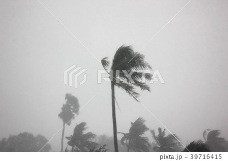 the big storm impact coconut tree the big storm impact coconut tree 39716415