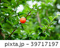 Acerola or Barbados or West indian cherry 39717197