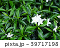 Gerdenia Crape Jasmine White with green leaves 39717198