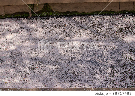 千葉県船橋市海老川の花筏の写真素材