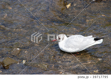 千葉県船橋市の海老川にいた水鳥 39717795