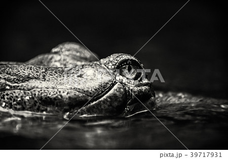 Eye of Gharial - Gavialis gangeticus, colorless 39717931