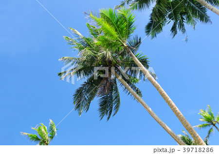 Tropical palm trees against the blue sky. 39718286