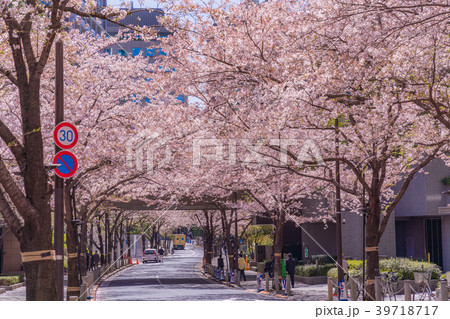 日本の春 六本木アークヒルズの桜 日本の春 六本木アークヒルズの桜 39718717