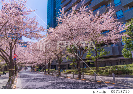日本の春 六本木アークヒルズの桜 39718719