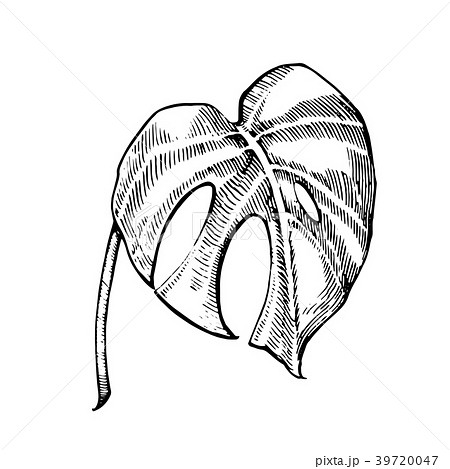 Tropical palm leaves. Vector illustration 39720047