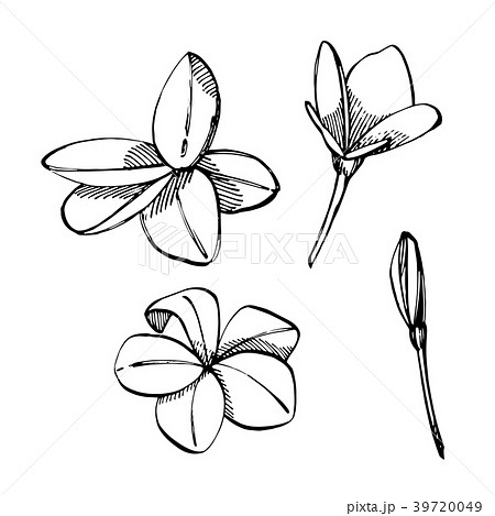Tropical flowers Plumeria. Vector illustration 39720049