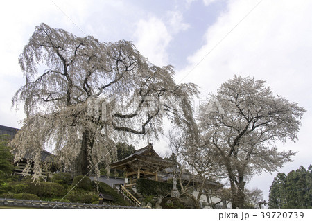 福島県西白河郡昌建寺のしだれ桜 福島県西白河郡昌建寺のしだれ桜 39720739