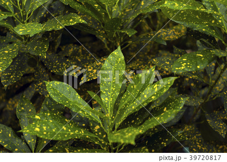 background - mottled leaves of Gold Dust Croton background - mottled leaves of Gold Dust Croton 39720817