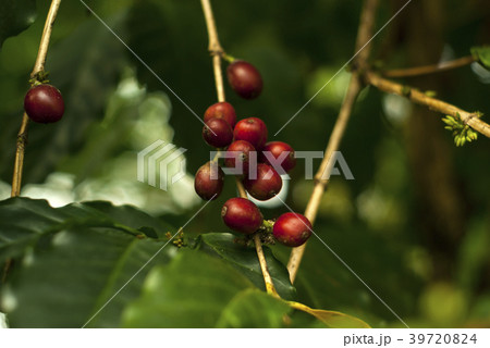fruit coffee berries on a coffee tree fruit coffee berries on a coffee tree 39720824