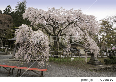 福島県南湖神社の楽翁桜 39720835