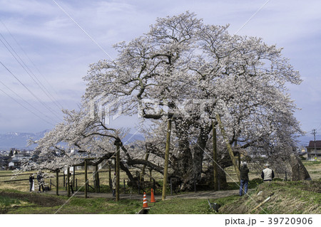 福島県会津若松市石部桜の写真素材