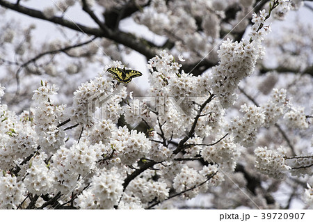 福島県会津若松市石部桜 福島県会津若松市石部桜 39720907