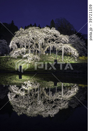 福島県二本松市中島の地蔵桜ライトアップ 39721109