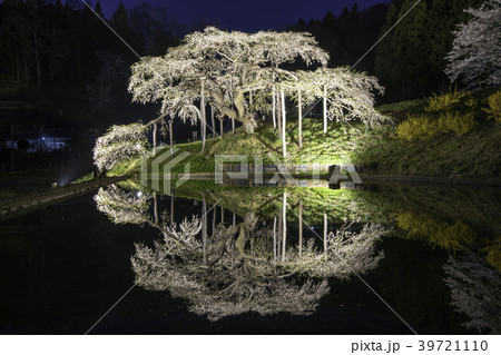 福島県二本松市中島の地蔵桜ライトアップ 39721110