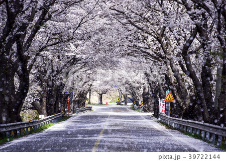 桜 河東郡 春 39722144