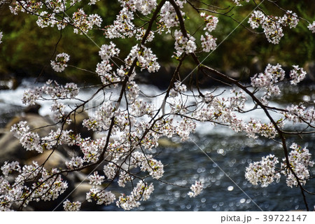 桜 春 木 39722147