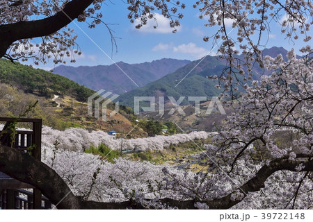 桜 河東郡 慶南 39722148