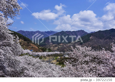 桜 河東郡 春 39722150