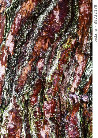 木 松 ウンムンサ 39722179