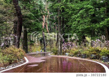 松 ウンムンサ 屋外 39722180