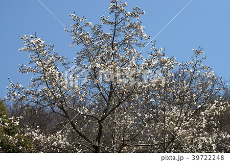 コブシの花 39722248