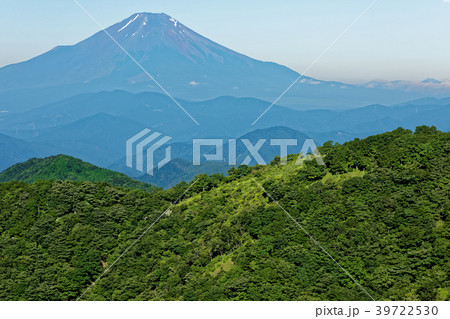 緑濃い夏の鍋割山と富士山 39722530