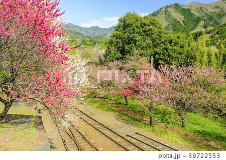 花桃が咲くわたらせ渓谷鉄道 39722553