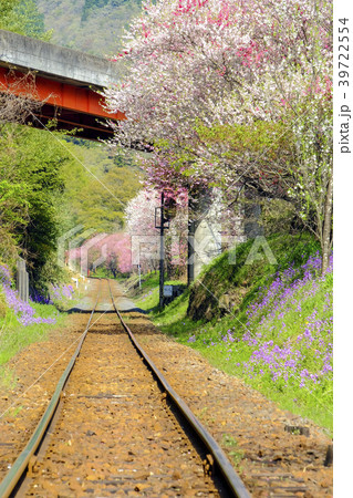 花咲くわたらせ渓谷鉄道(縦) 花咲くわたらせ渓谷鉄道(縦) 39722554
