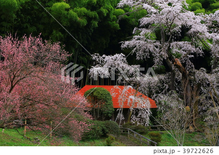 福島県郡山市 雪村桜 福島県郡山市 雪村桜 39722626