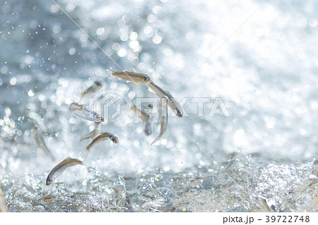 鮎の遡上 鮎の遡上 39722748