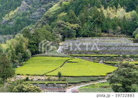 茶畑 茶畑 39722883