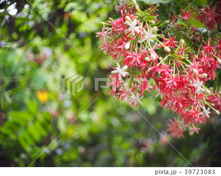 blur background selective soft focus on red flower 39723083