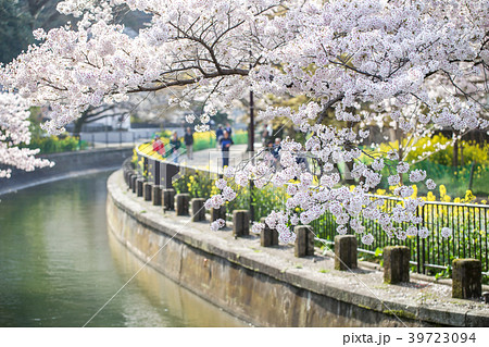 春の山科疏水 39723094