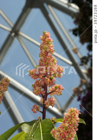 マンゴーの花 39723169