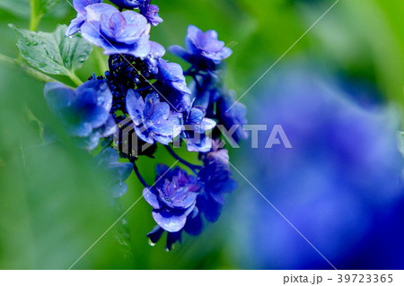 紫陽花の頃 39723365
